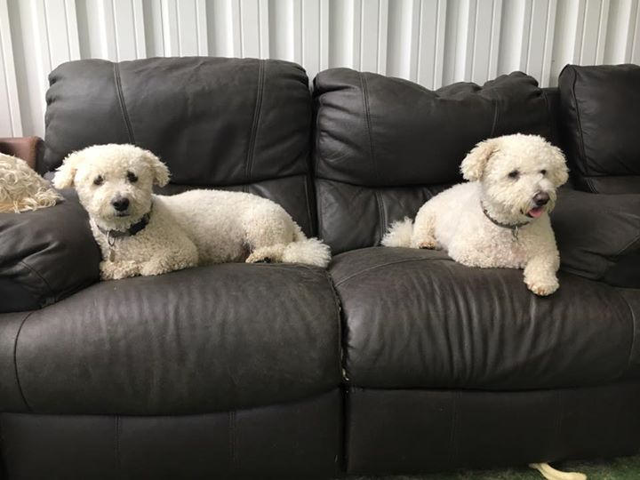 Two dogs on a couch