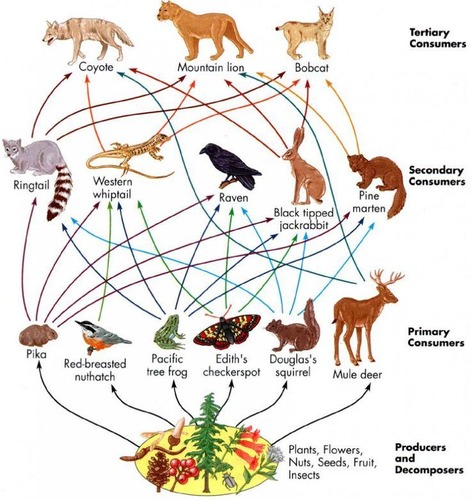 Food web diagram