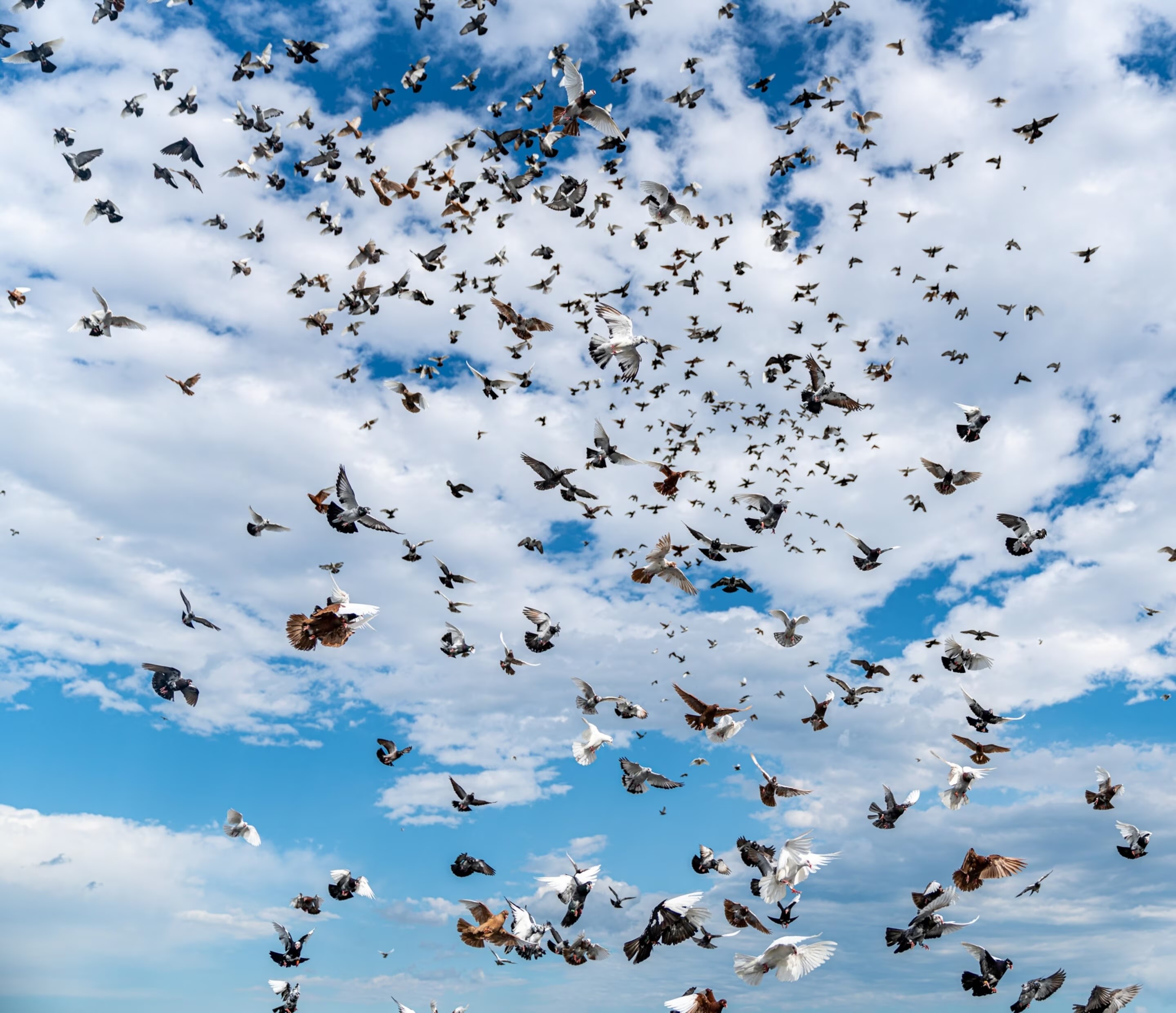 Birds — input image