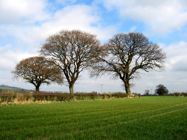 Trees holefilled
